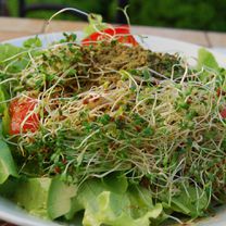 Салат из проросшей люцерны