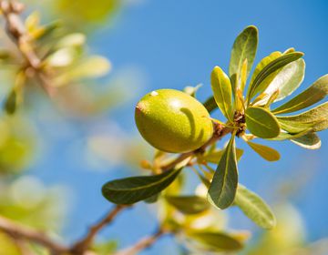 Масло из ореха аргана
