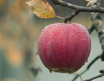 3 продукта для правильной работы кишечника