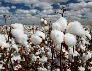 Неудобная тема о гигиене и хлопке