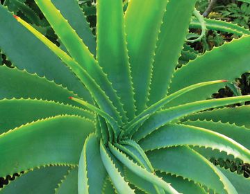 Алоэ вера – вечное лекарственное растение