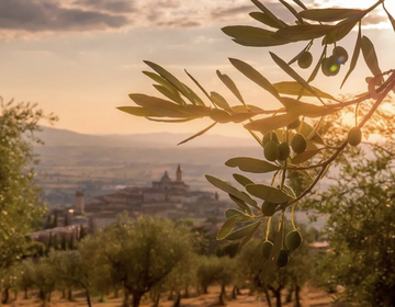 Esimese saagi oliiviõli MARFUGA NOVELLO