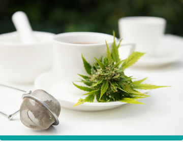 Visi atsakymai apie kanapių žiedų arbatą