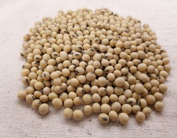 Soja, sojas pupiņas un produkti: neatņemama mūsdienīgas diētas sastāvdaļa