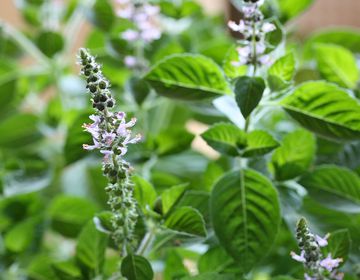 Тулси - индийский базилик