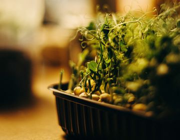 Pavasarį visiems reikia šluotos l Guoda Azguridienė