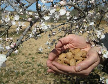 Миндаль небесный и земной