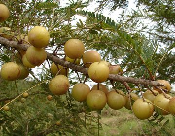 Амалаки - Амла - натуральный витамин С