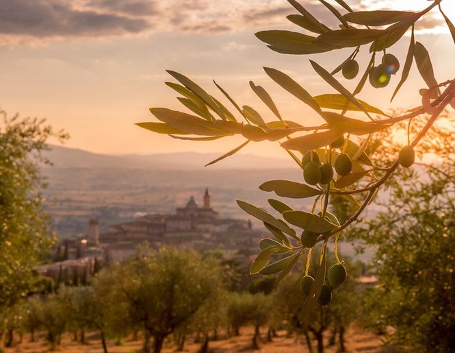 Pirmojo derliaus alyvuogių aliejus MARFUGA NOVELLO
