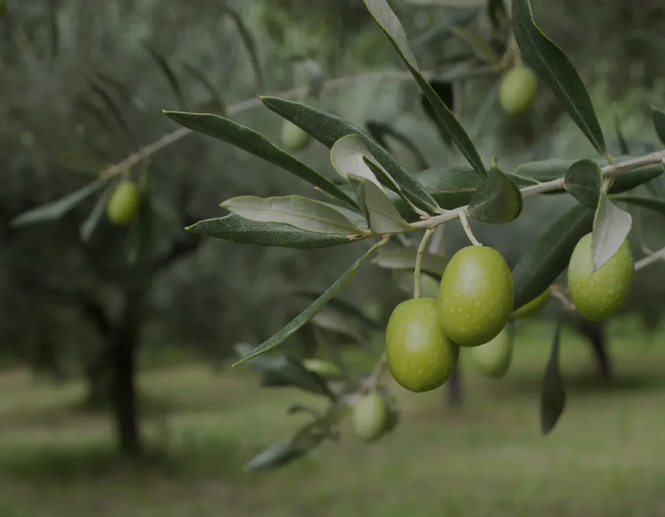 Gran Pregio oliiviõli: Itaalia sinu laual