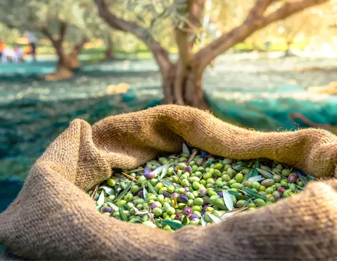 Populaarne oliiviõli OLIO NOVELLO!