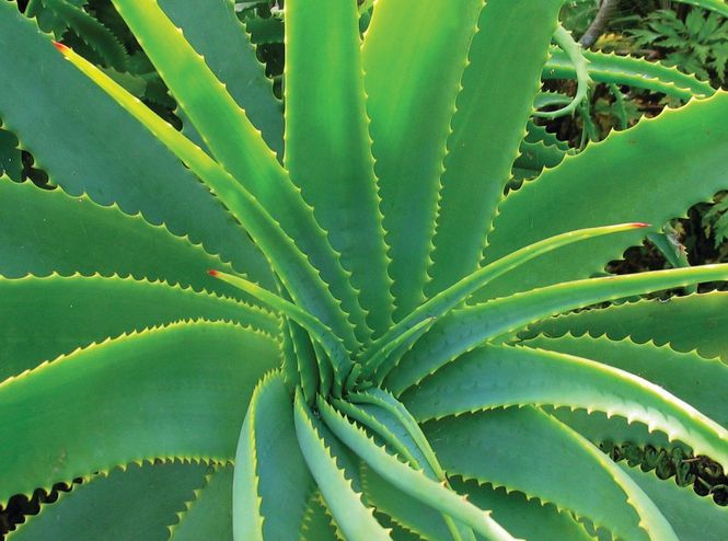 Aloe vera: imetaim tervendavate omadustega